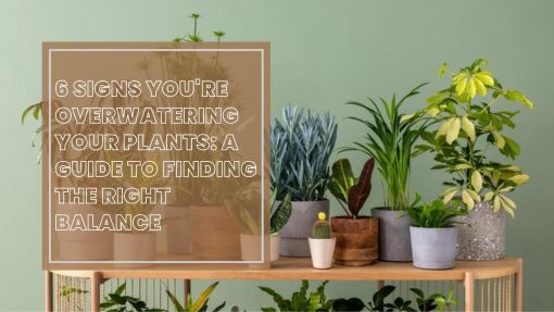 6 Signs You're Overwatering Your Plants: A Guide to Finding the Right Balance